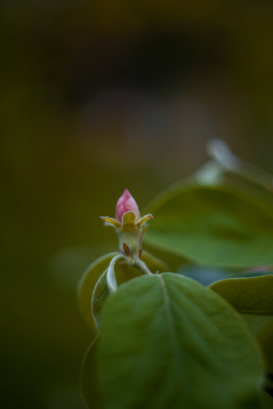 *** - Яна Горбунова *** - Яна Горбунова