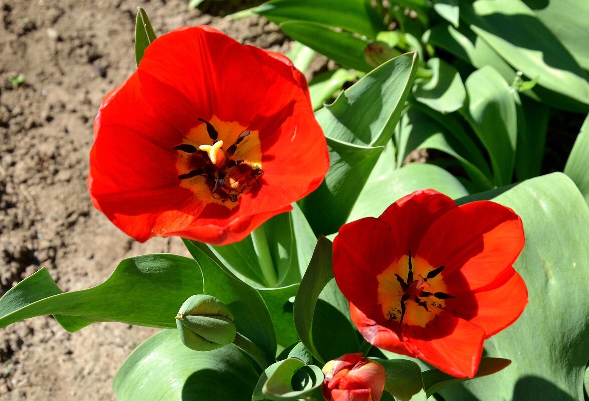 Апрель, тюльпаны распустились! - Александр Стариков