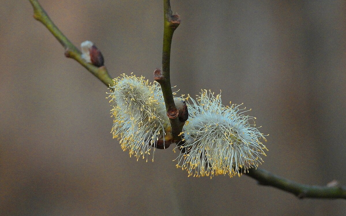 *** - Леонид leo *** - Леонид leo