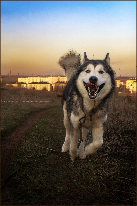 Ярик. - leff Postnov