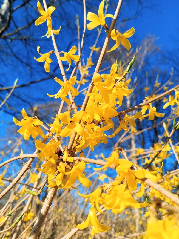 Форзиция - Сапсан 