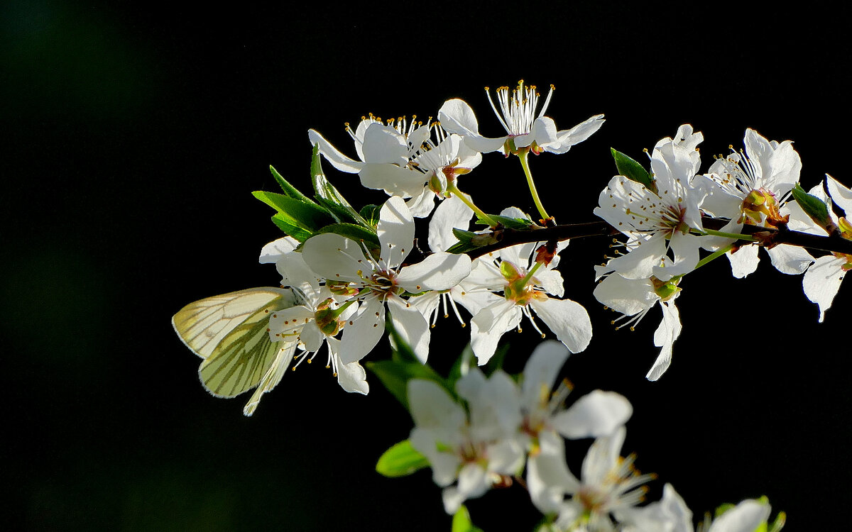 из снятого сегодня 9 - Александр Прокудин из снятого сегодня 9 - Александр Прокудин