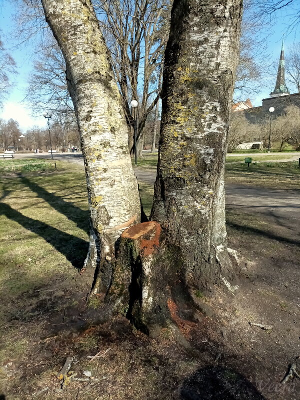 Березы - Veera V