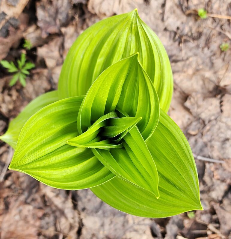 Чемерица - IMir 