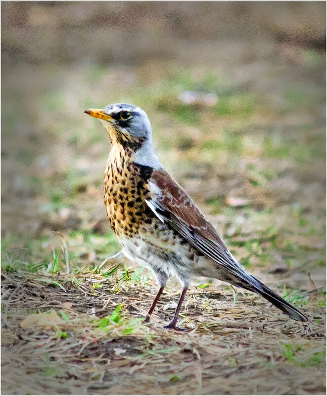 Дрозд-рябинник - Валентин Котляров