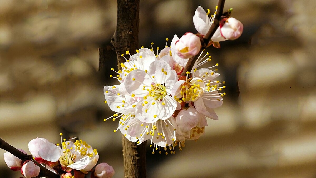 Цвет фруктовых деревьев в городе. - Милешкин Владимир Алексеевич Цвет фруктовых деревьев в городе. - Милешкин Владимир Алексеевич