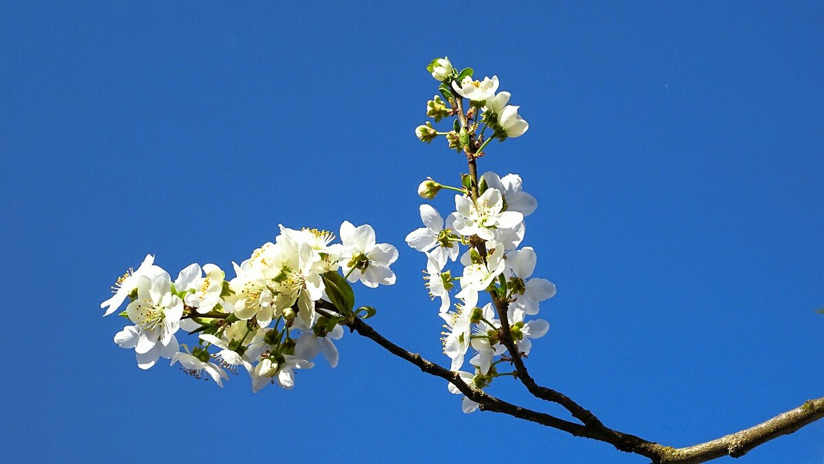 Цвет фруктовых деревьев в городе. - Милешкин Владимир Алексеевич 