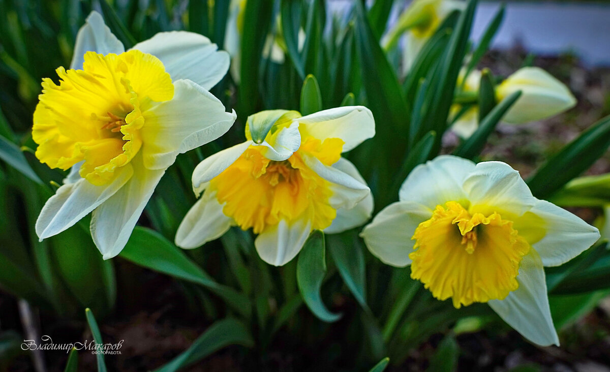 "Роскошные нарциссы"© - Владимир Макаров