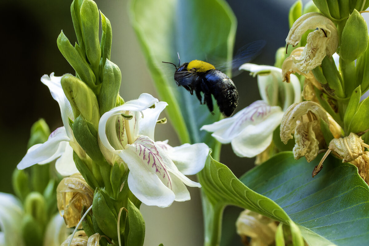 Пчела плотник. - Alexander Amromin Пчела плотник. - Alexander Amromin