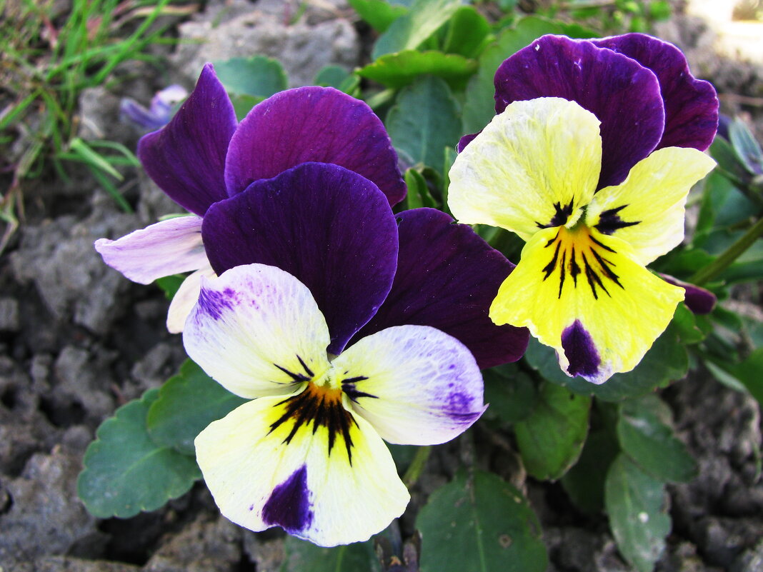 Сестрички - Людмила Смородинская Сестрички - Людмила Смородинская