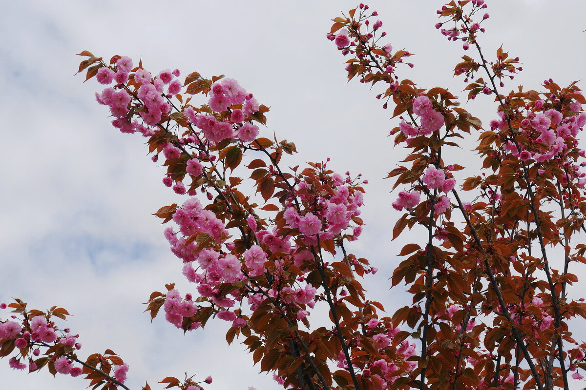 Зацвела сакура - Рита Симонова