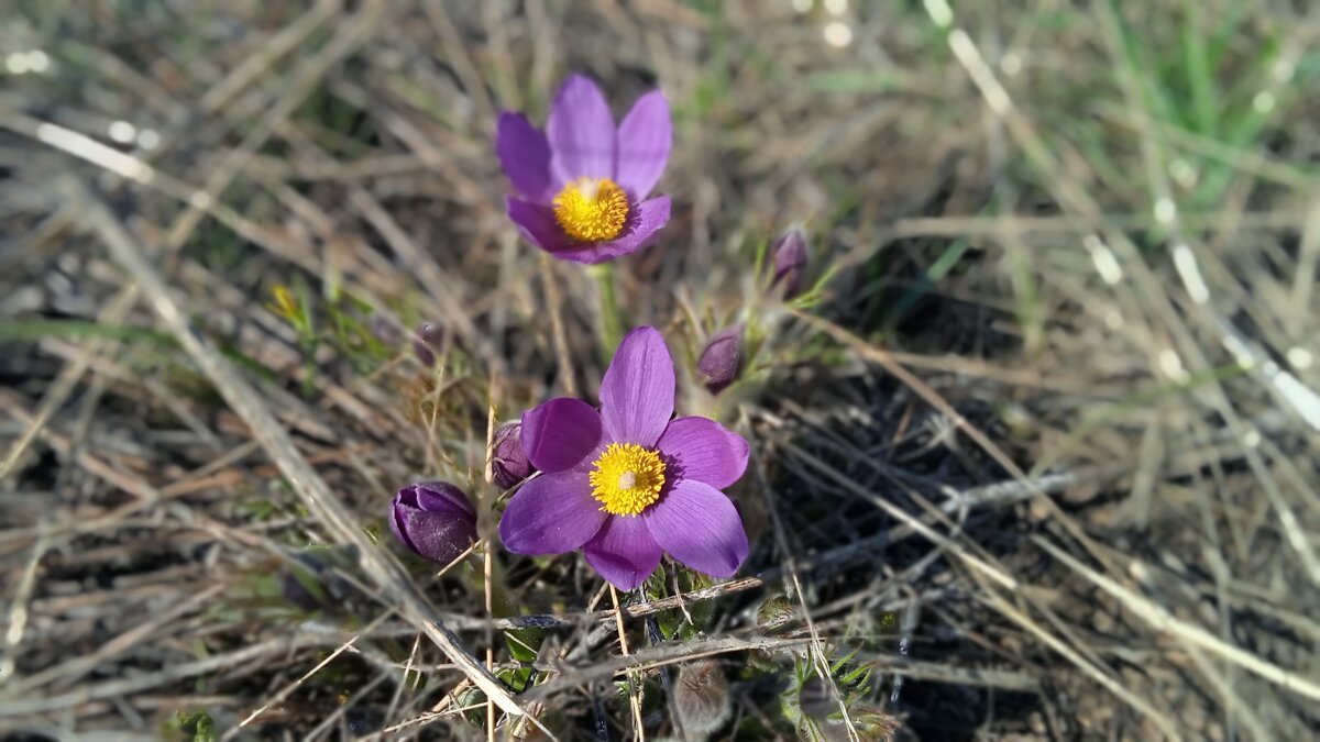 прекрасная сон-трава - Елена Шаламова