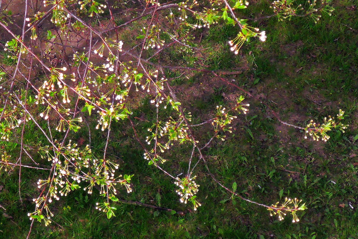Начало цветения вишни. - Александр Сапунов Начало цветения вишни. - Александр Сапунов