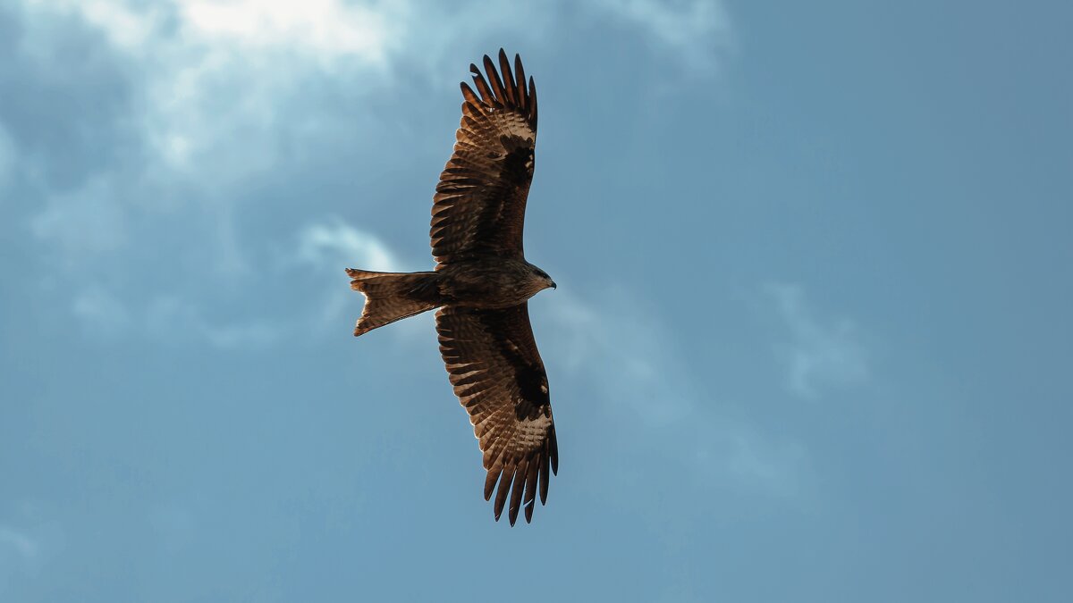 Небесный штурмовик. - Вадим Басов Небесный штурмовик. - Вадим Басов
