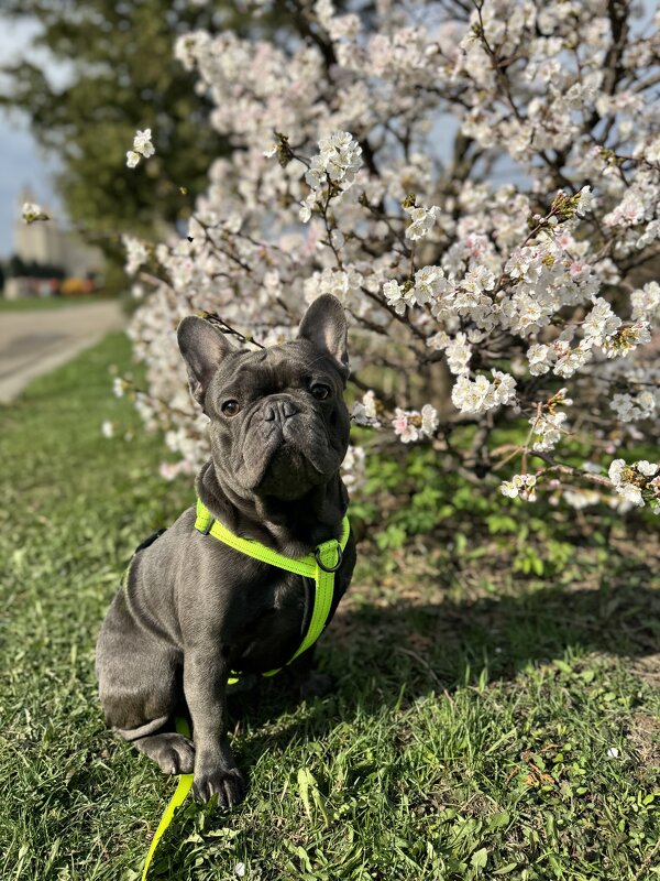 Весенний зайчик - Анна Камс Весенний зайчик - Анна Камс