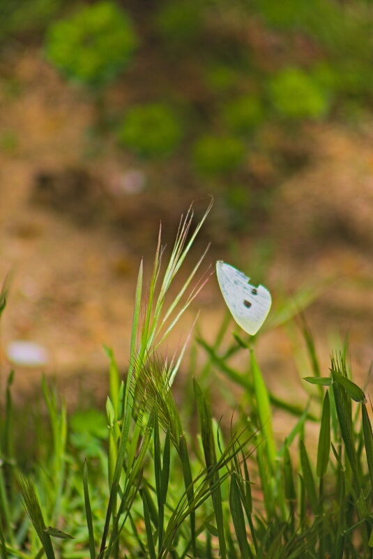 Крыло бабочки - Giant Tao / Крыло бабочки - Giant Tao /