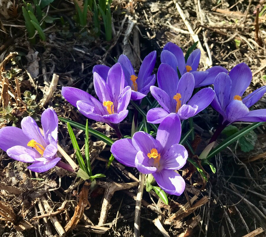 Первоцветы - Татьяна Первоцветы - Татьяна