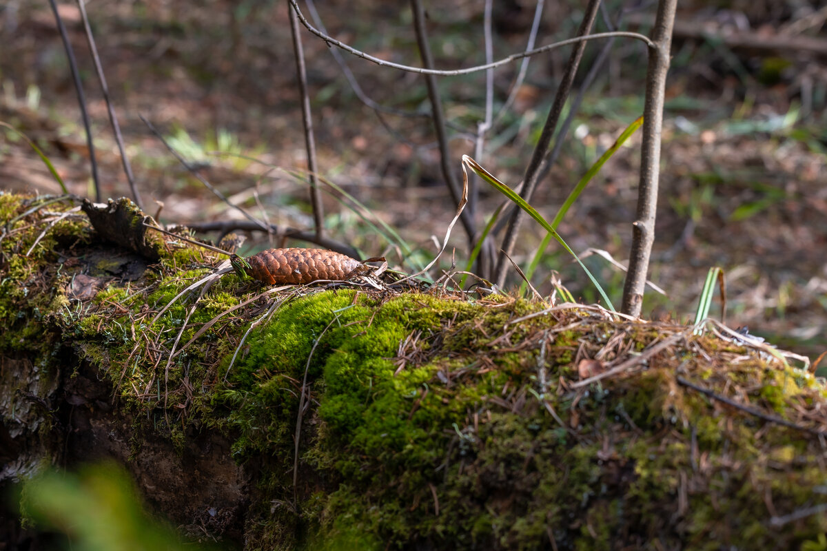 Весна в лесу - Олег Дорошенко Весна в лесу - Олег Дорошенко
