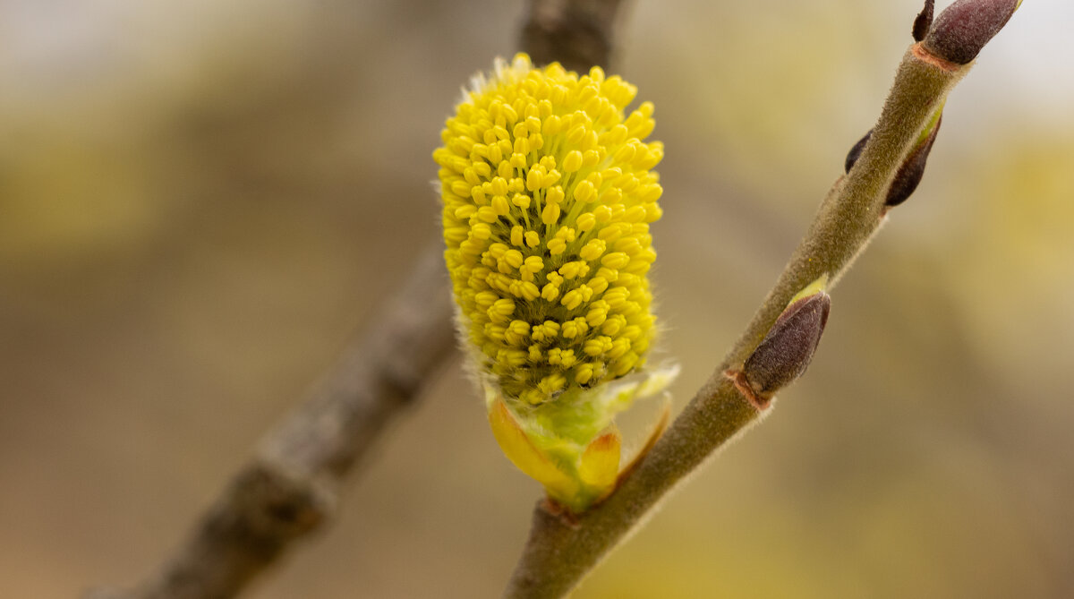 Blooming Willow | 3 - Sergey Sonvar