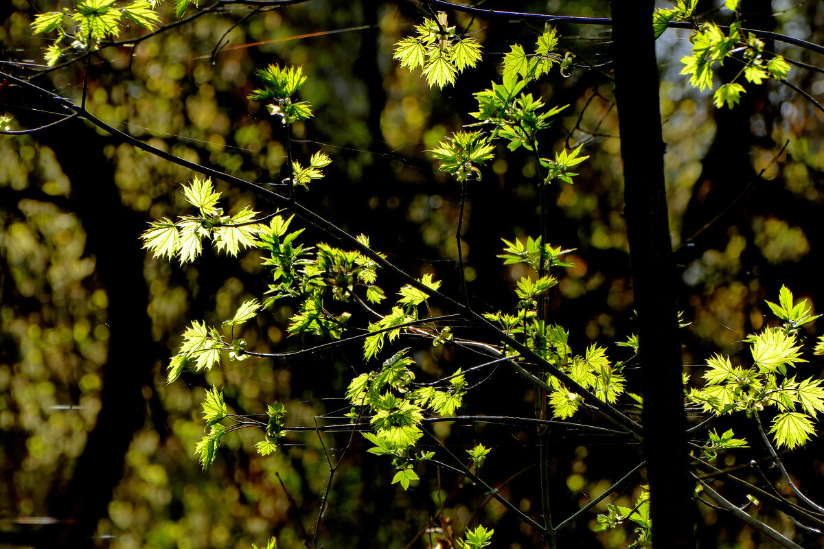 природа 19 апреля  3 - Александр Прокудин