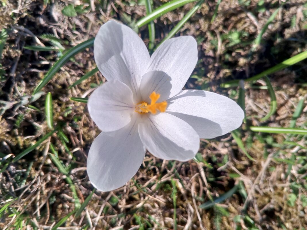 Крокус - Сапсан 