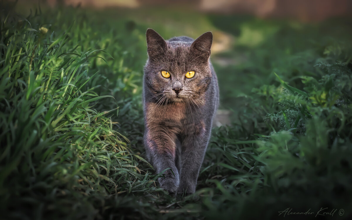 На мягких лапах - Александр К. На мягких лапах - Александр К.
