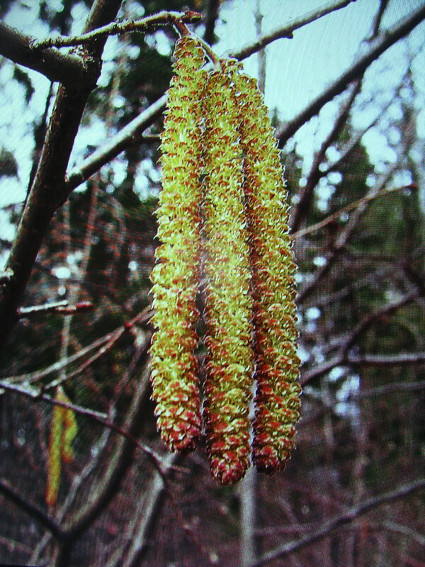 На орешнике - Людмила Смородинская