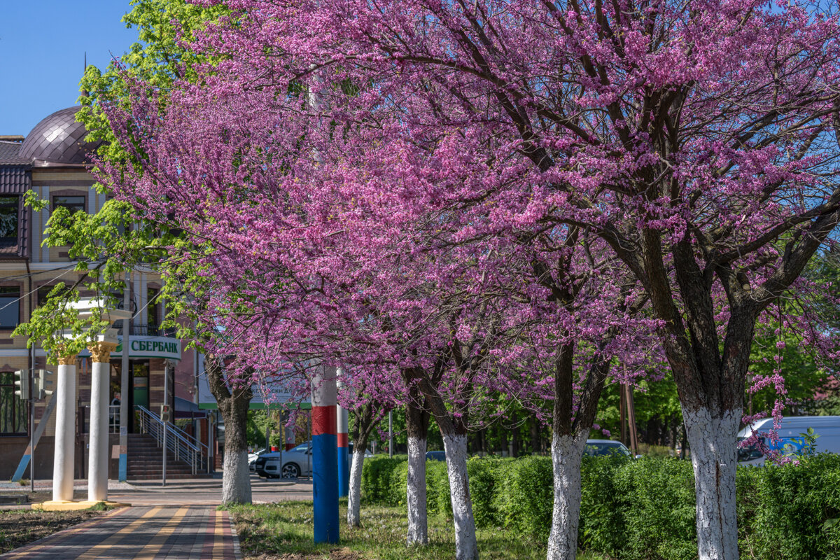 Багряник - Игорь Сикорский