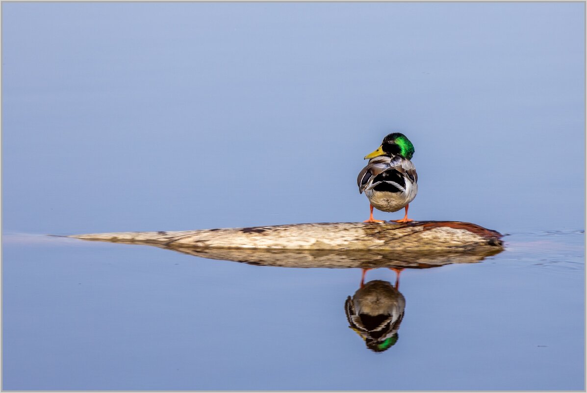 ОДИНОКАЯ - Алексей Сопельняк ОДИНОКАЯ - Алексей Сопельняк