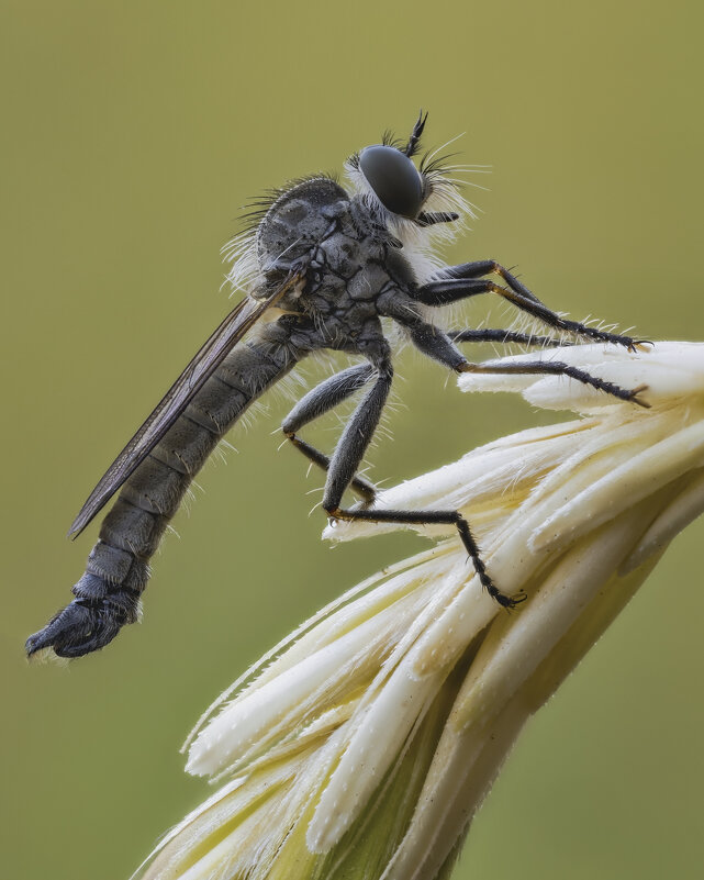 Ктырь - Александр Григорьев
