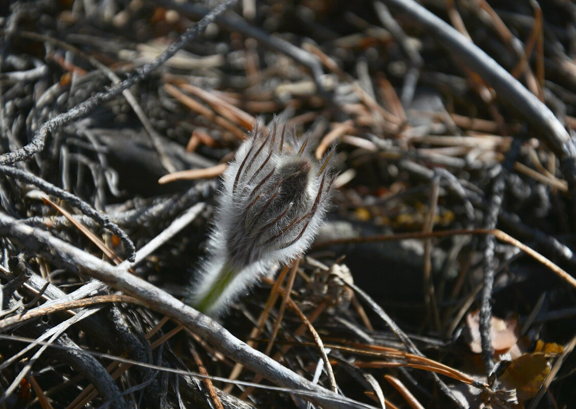 * - Наталья Покацкая