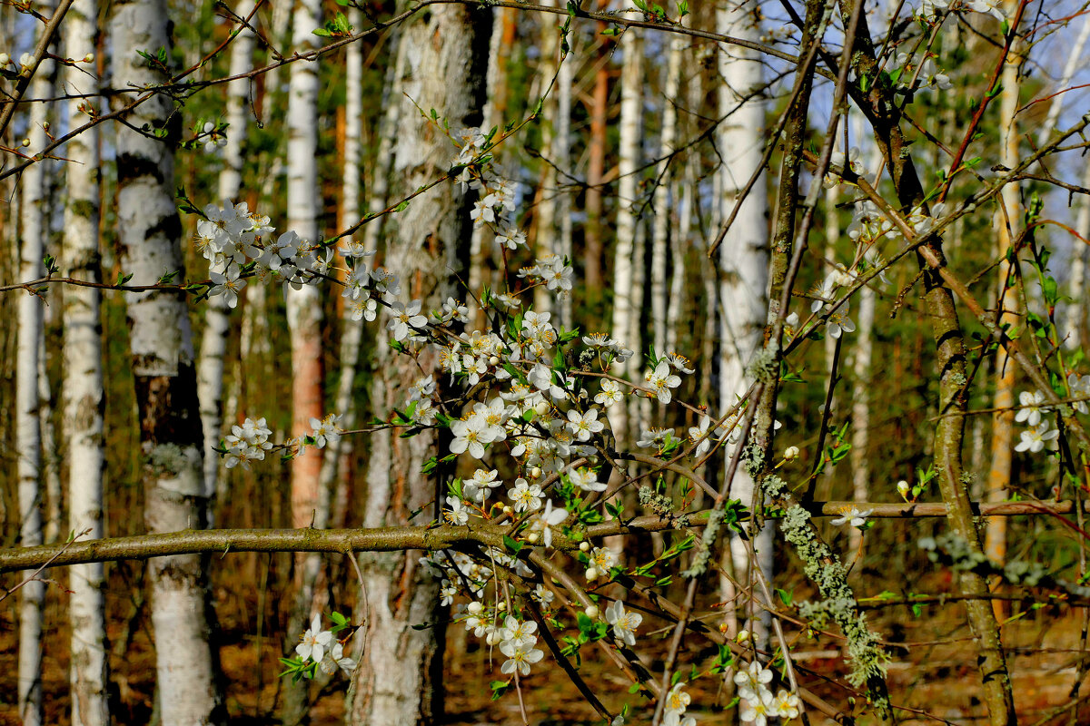 Природа апреля 1 - Александр Прокудин