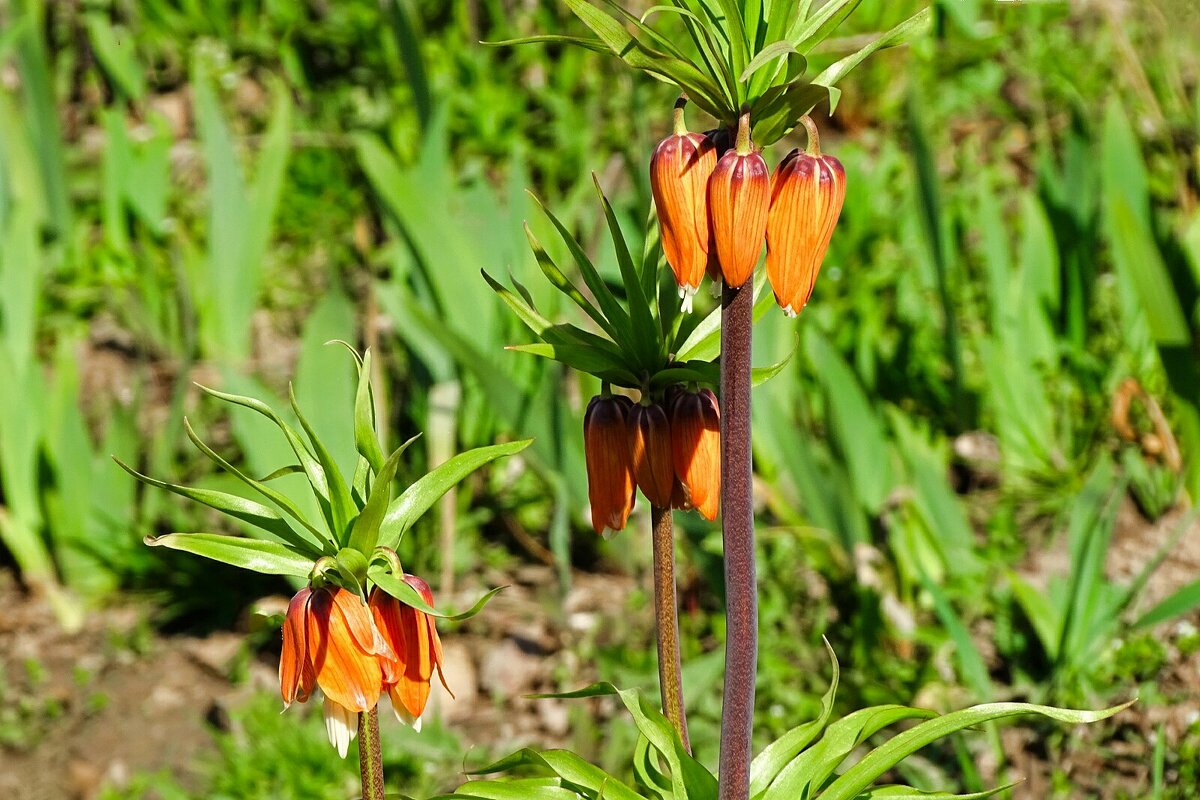 Рябчики на городской клумбе. - Милешкин Владимир Алексеевич Рябчики на городской клумбе. - Милешкин Владимир Алексеевич