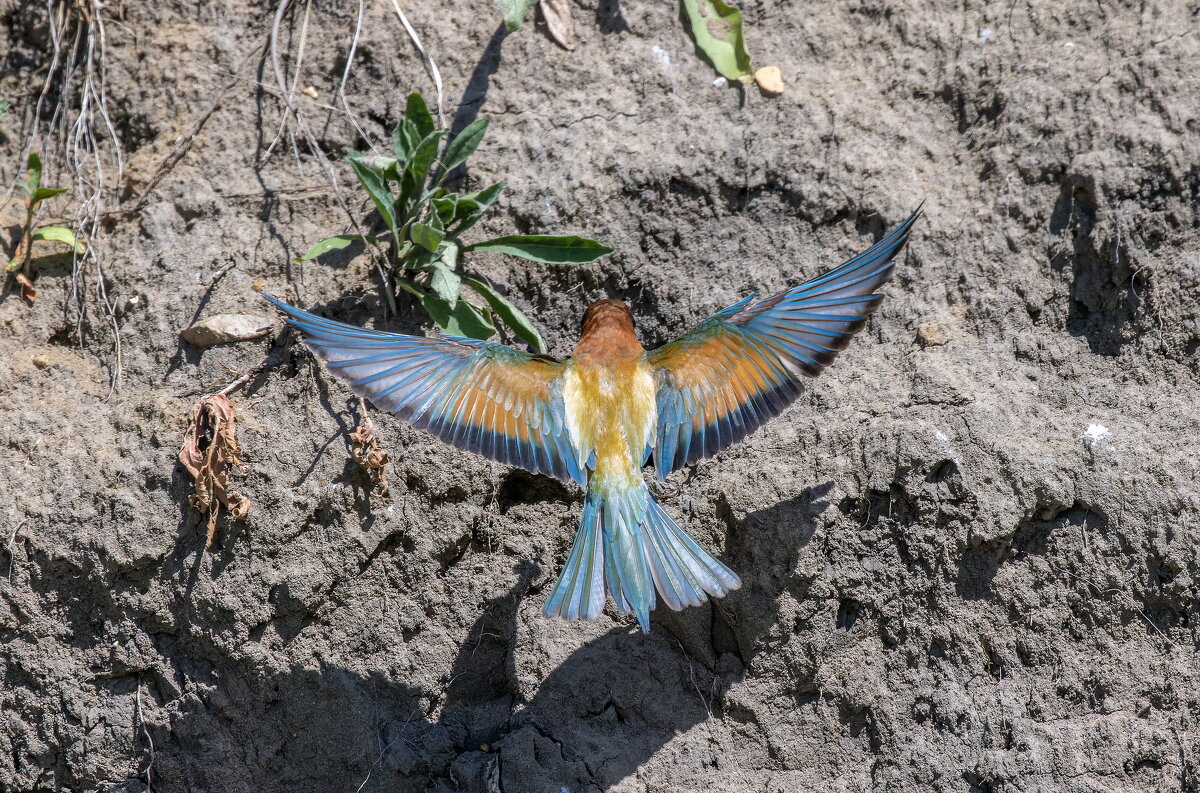 золотистые щурки. - юрий макаров