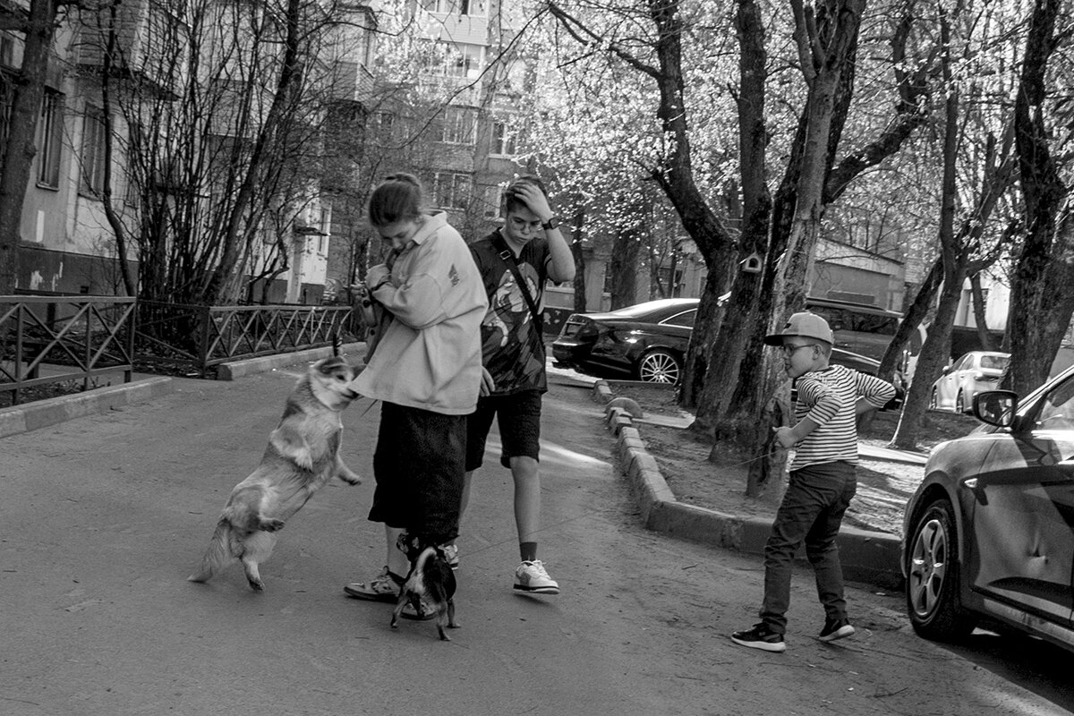 Собачьи разборки - Владимир Носов