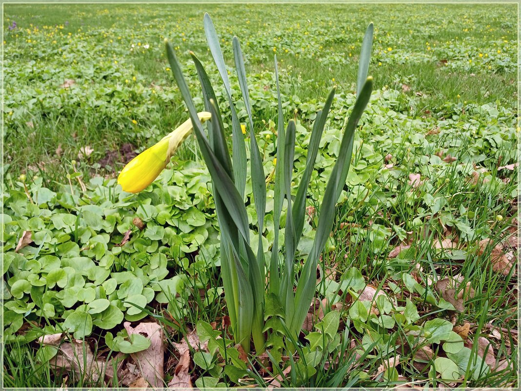 Скоро распустится. - Лия ☼ Скоро распустится. - Лия ☼