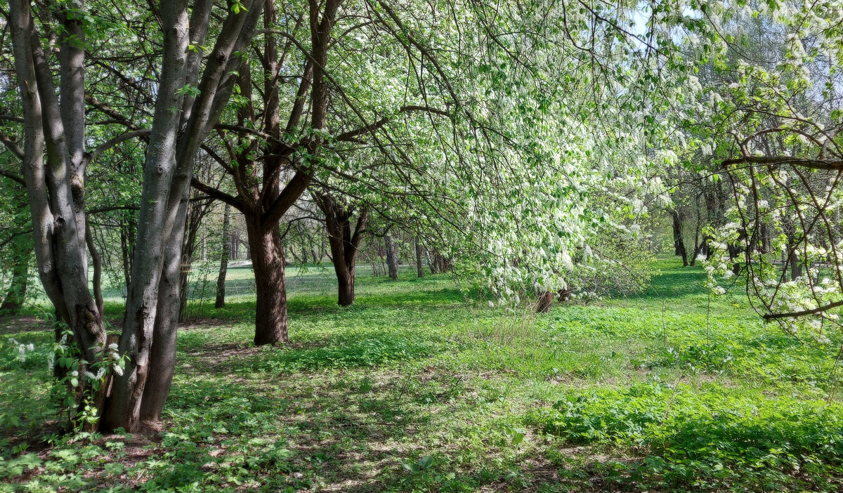 Пора цветения. - Владимир Безбородов Пора цветения. - Владимир Безбородов