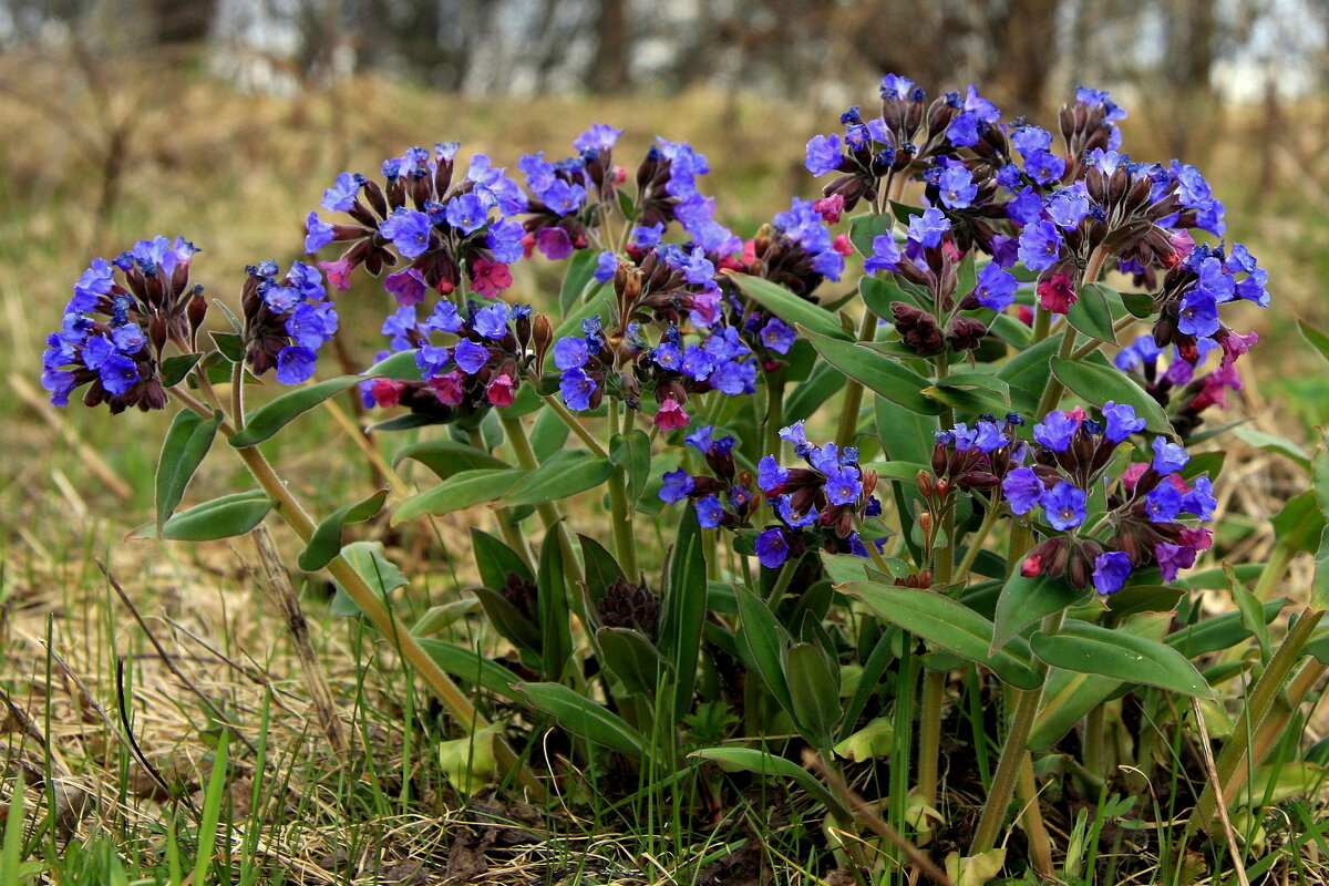Лесные первоцветы... - Нэля Лысенко
