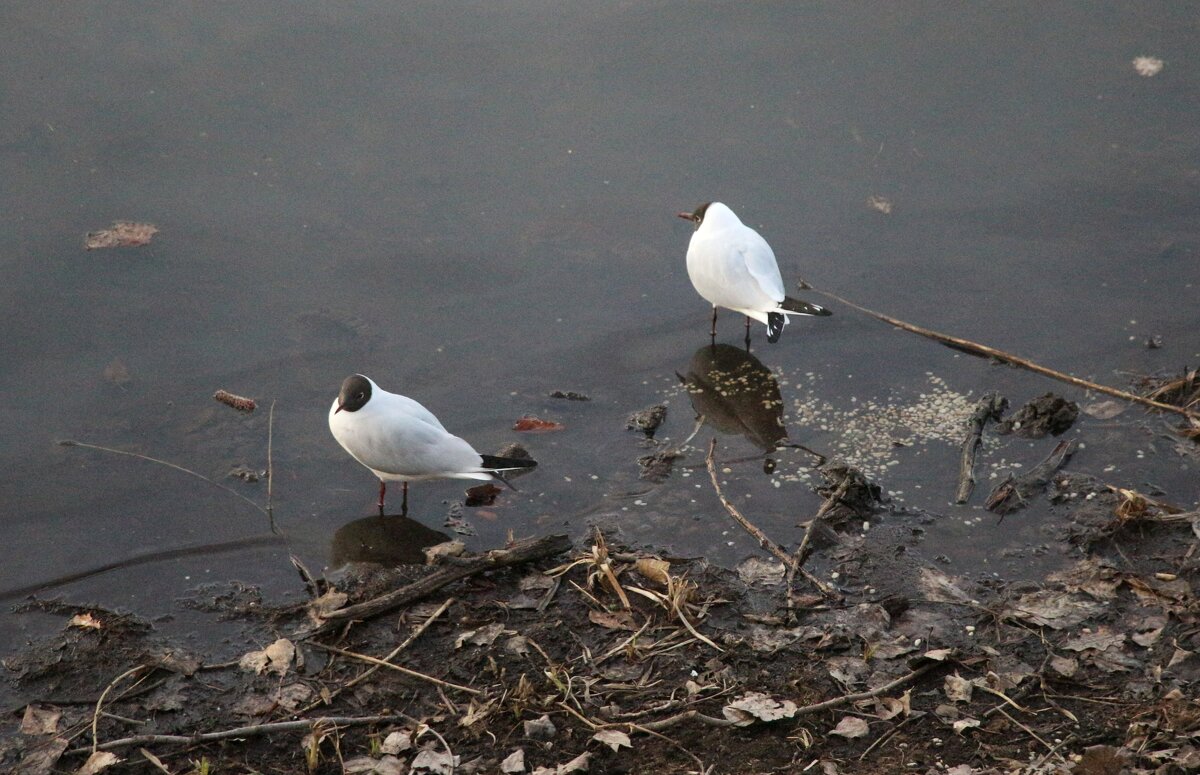 * - Наталья Герасимова