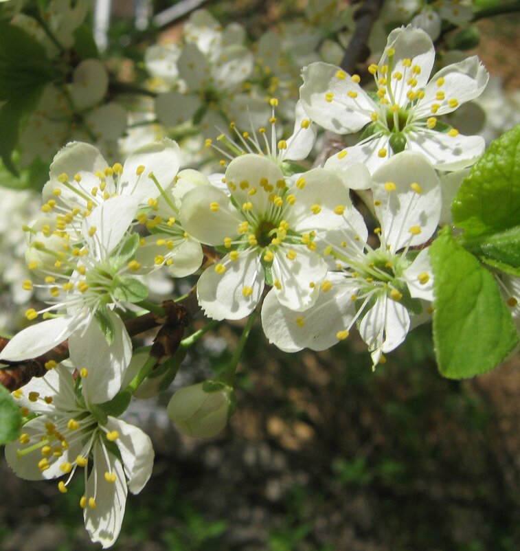 Вишня цветет - Елена Семигина Вишня цветет - Елена Семигина