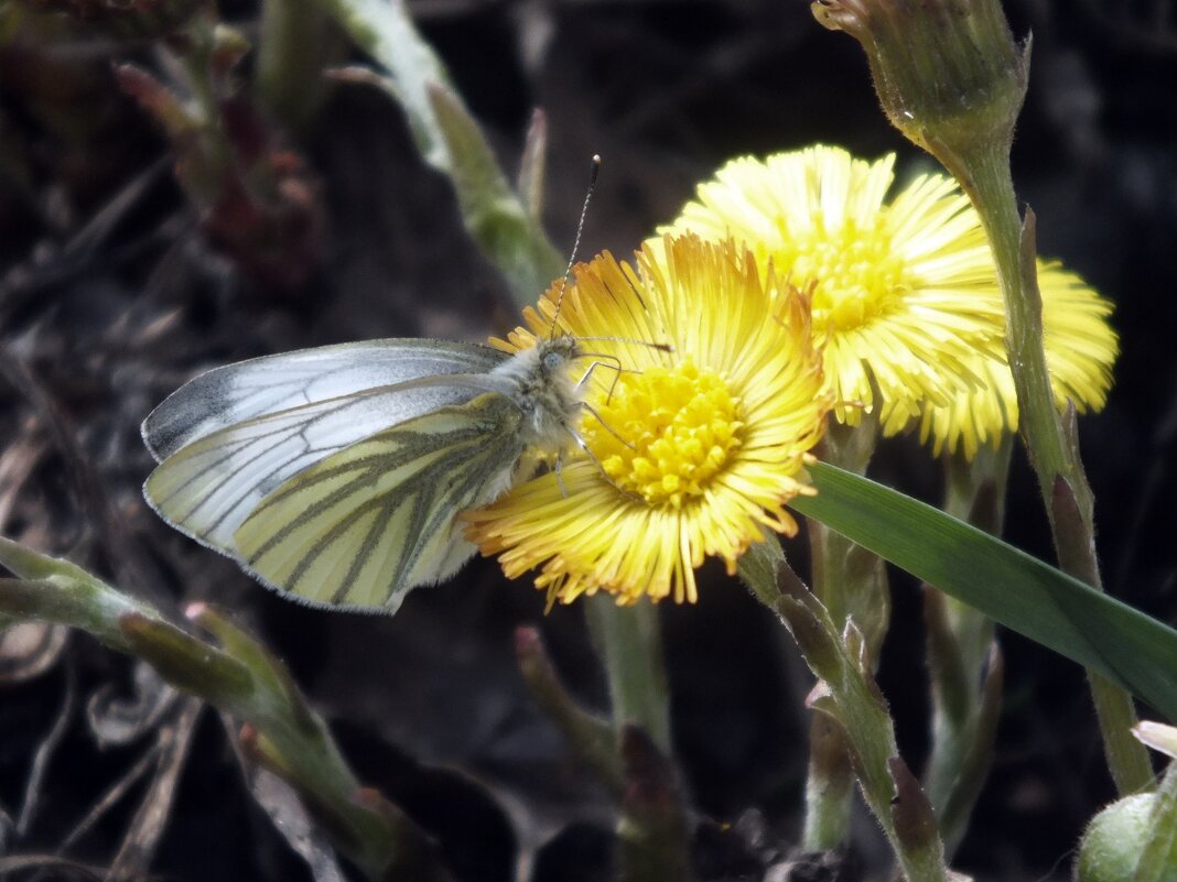 ** - Зоя Мишина