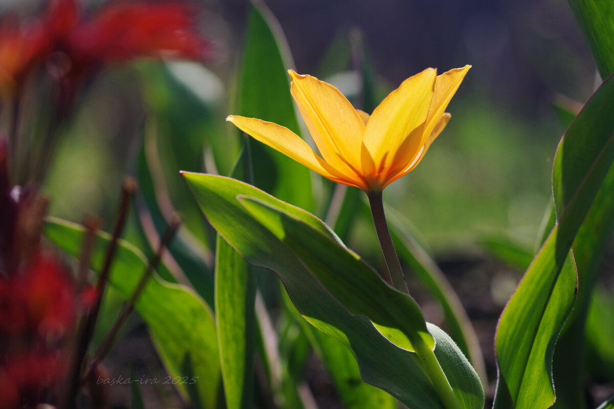 Огонёк - Ирина Баскакова Огонёк - Ирина Баскакова