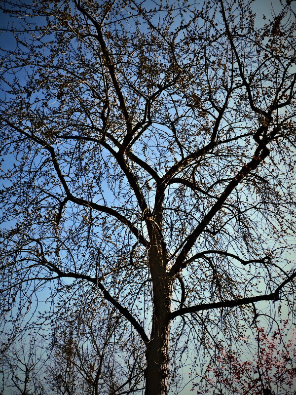 Весенние зарисовки 96 - Алексей Кузнецов