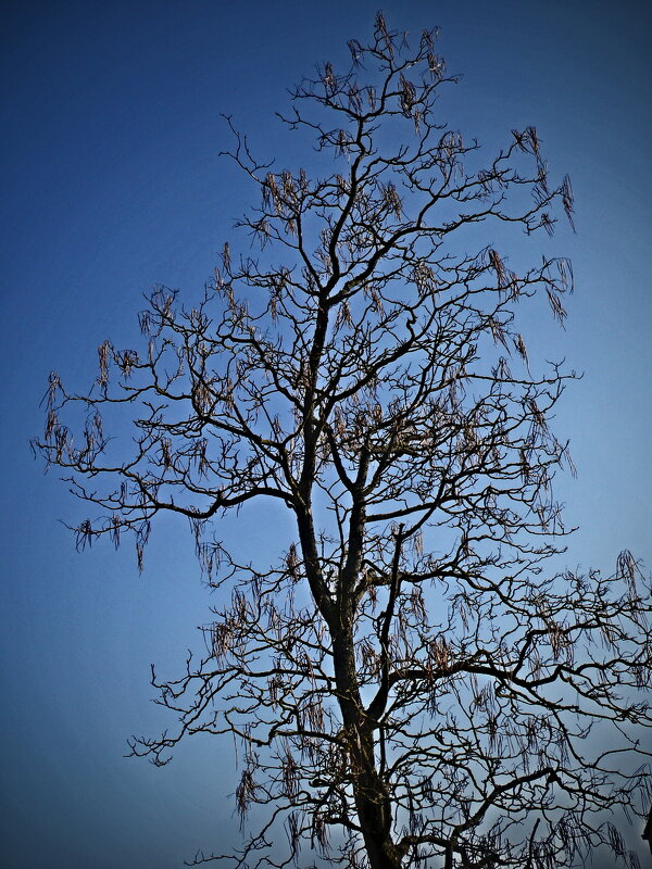 Весенние зарисовки 100 - Алексей Кузнецов