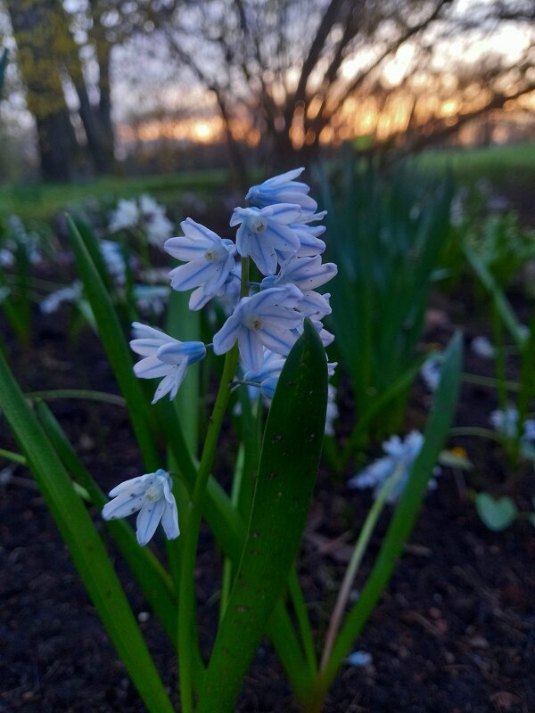 Пушкиния - Сапсан Пушкиния - Сапсан