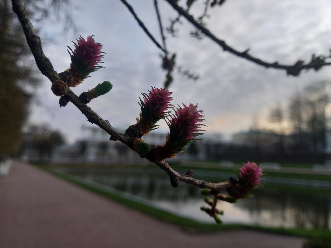 Лиственница - Сапсан 