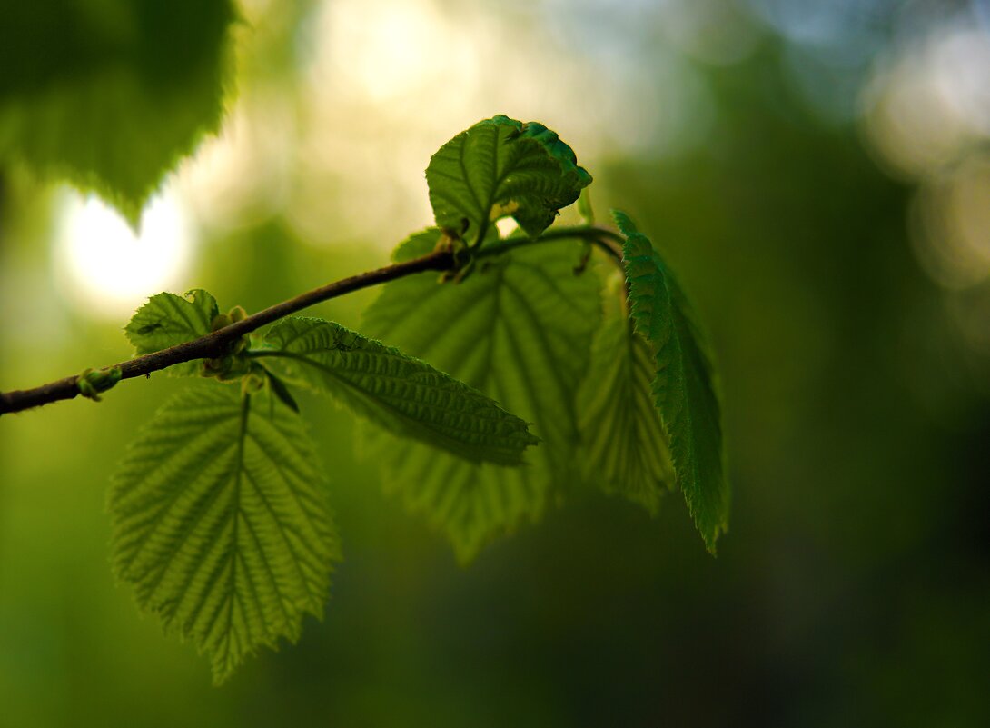 весна - Олег Алексеев