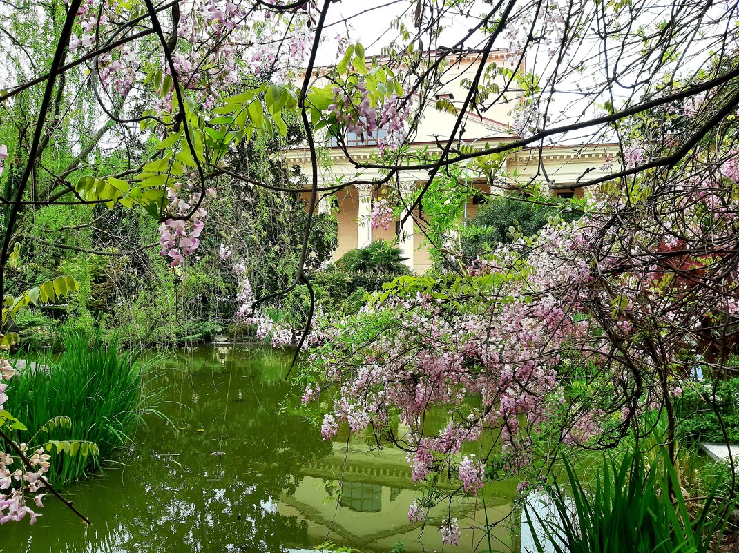 ГЛИЦИНИЯ - Tata Wolf