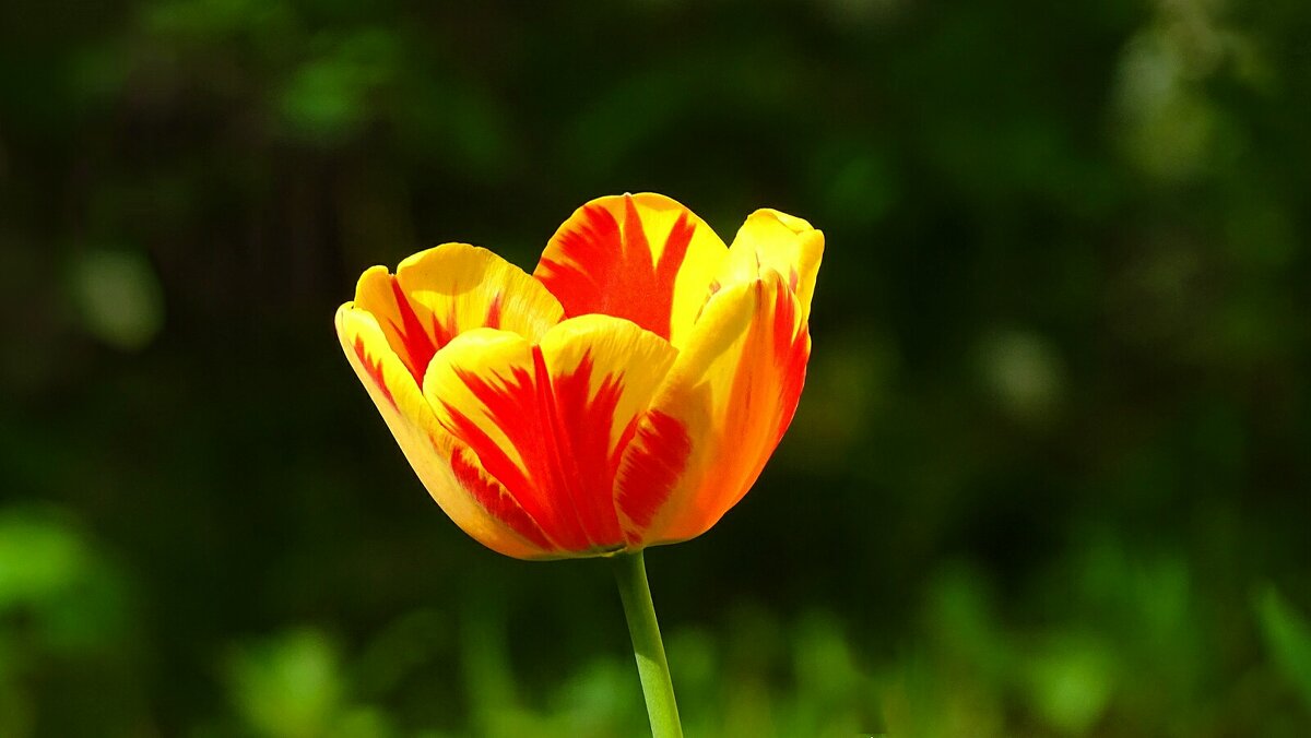 Тюльпан как факел - Милешкин Владимир Алексеевич Тюльпан как факел - Милешкин Владимир Алексеевич