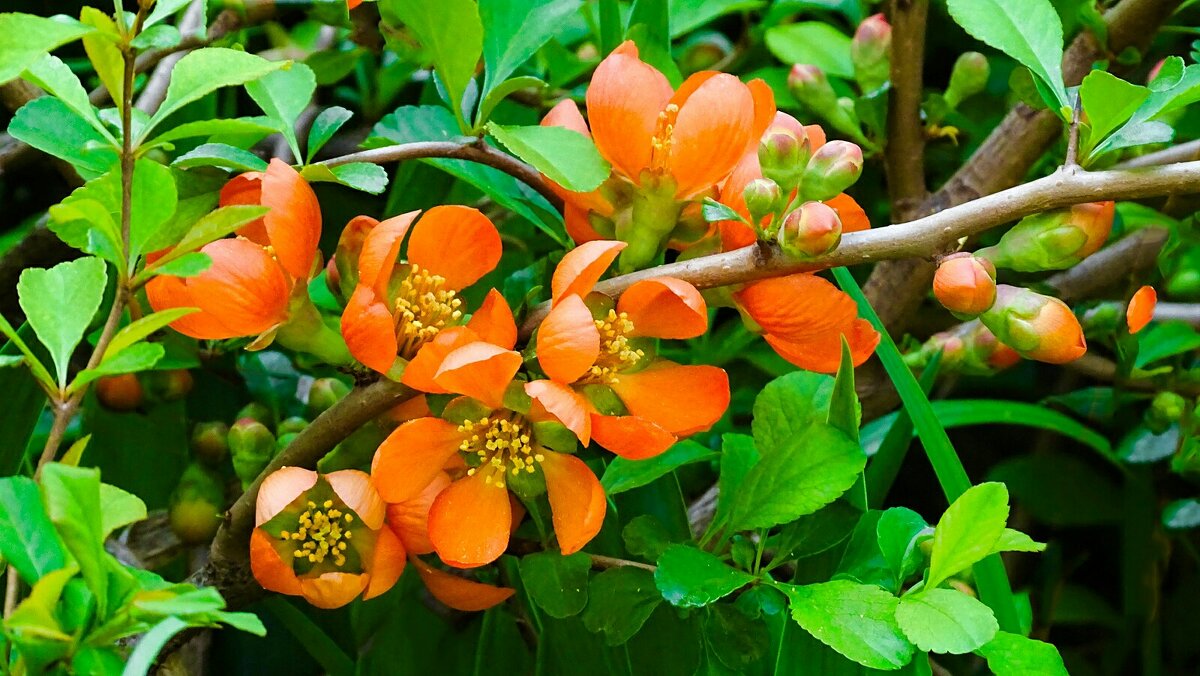 Цветёт японская айва в городе. - Милешкин Владимир Алексеевич 